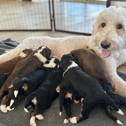 Bernedoodle, Goldendoodle, and Golden Mountain Doodle Puppies from Sonoran Standard Doodles