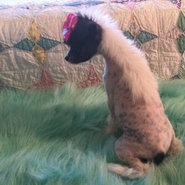 Chinese Crested Puppies from Piccadilly Pups