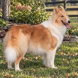 Clara - Collie