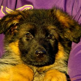 Girl 2 - Black and red female German Shepherd puppy in Alvarado, Texas from King Of Zion German Shepherds
