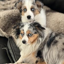 Miniature Australian Shepherd, Shih Tzu, and Toy Australian Shepherd Puppies from River Springs Aussies