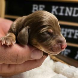 Max - Chocolate and tan male Dachshund puppy in Upland, California from The Puppy Cottage