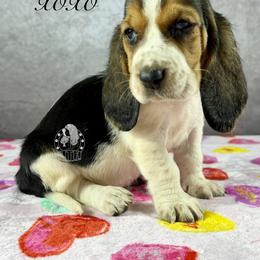 XOXO - Black white and brown female Basset Hound puppy in Dingess, West Virginia from Tuckers' Howling Hounds