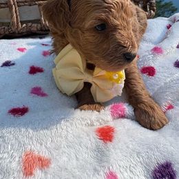 Bella -AKC - Red  female Poodle puppy in Plano, Texas from Dogs lovers