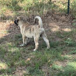Green - Brindle male Anatolian Shepherd Dog puppy in Kemp, Texas from Lively Acres Anatolians