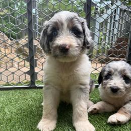Captain America - male Australian Mountain Doodle puppy in Williamston, South Carolina from Sassy Bob’s Dogs