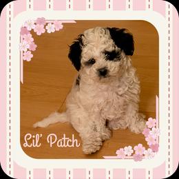 Lil' Patch - Parti female Goldendoodle puppy in Temecula, California from Miss Cindy’s Doodles