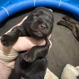 Cocoa - Liver female Miniature Schnauzer puppy in Wheeler, Wisconsin from Sue’s Miniature Schnauzers