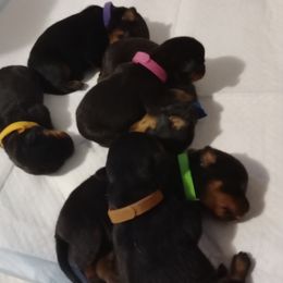 Rottweiler puppies from Maciel House of Rottweilers