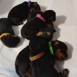 Rottweiler puppies from Maciel House of Rottweilers