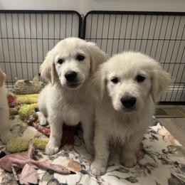 Golden Retriever Puppies from Wise-Taylor Goldens