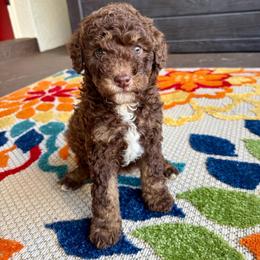 Cinnamon - Phantom female Goldendoodle puppy in Brooksville, Florida from Spring Prairie Doodles