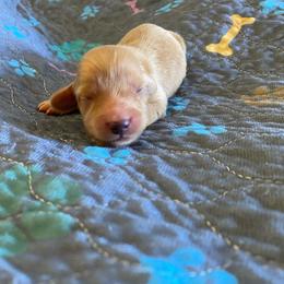 Cider - Red male Dachshund puppy in Wolf Lake, Indiana from Canisteo Dachshunds