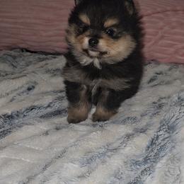 Val - Black and tan male Pomeranian puppy in Angleton, Texas from Pomeranian Palace, LLC
