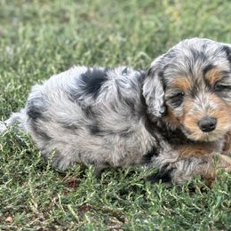 Bernedoodle Puppies from Salty Point Doodles