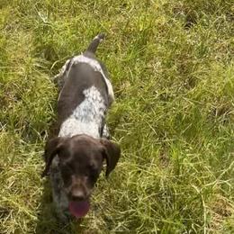 Katja - Liver and white female German Shorthaired Pointer puppy in Stephenville, Texas from VOM BOSQUE RIVER DEUTSCH KURZHAAR and FOREST RIVER LLEWELLINS