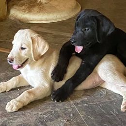 German Shepherds and Labrador Retrievers from Hausmekon