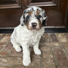 Sugar - Bernedoodle puppy from Banner Bernedoodles