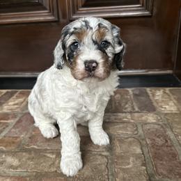 Sugar - Bernedoodle puppy from Banner Bernedoodles