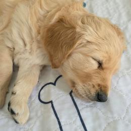 Holly - Apricot female Goldendoodle puppy in Mullin, Texas from Grosenbacher Goldendoodles