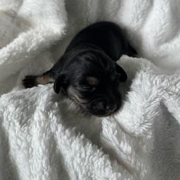 Bella - Black and cream female Dachshund puppy in Jarrell, Texas from Blackfoot Dachshunds