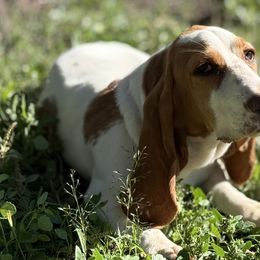 Basset Hounds and Dachshunds from Long Dog Ranch