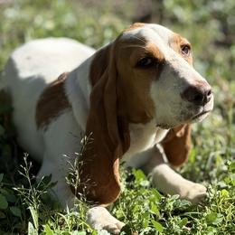 Basset Hounds and Dachshunds from Long Dog Ranch
