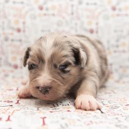 Hendrix - Blue merle male Australian Shepherd puppy in Lacombe, Louisiana from Indigo River Aussies