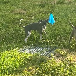Italian Greyhound Puppies from Fisher Link