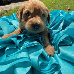 Double Doodle Puppies from Abbott Mini Doodles
