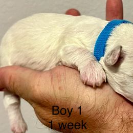 Bichon Frise Puppies from Sissy’s Heavenly Paws