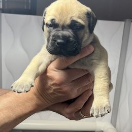 Bullmastiff Puppies from Fernandes’ Guardians Bullmastiff