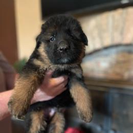 Black Male - Black and red male German Shepherd puppy in Gunter, Texas from Gunter Gables German Shepherds