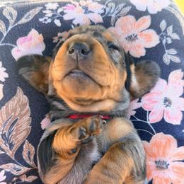 Jolly - Dapple male Dachshund puppy in Loris, South Carolina from Dogwood Mountain Dachshunds