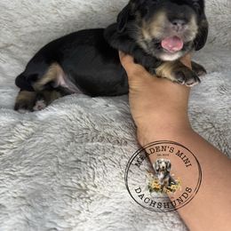 White collar - Black and cream female Dachshund puppy in Burgettstown, Pennsylvania from Meaden’s Mini Dachshunds