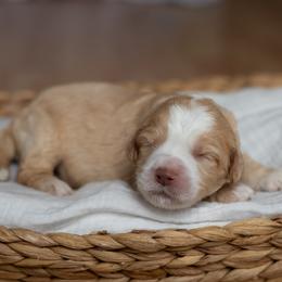 Spud - Caramel male Australian Labradoodle puppy in Belding, Michigan from Rutu Australian Labradoodles