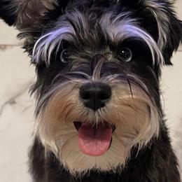 Tara - Miniature Schnauzer