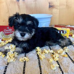 Miniature Schnauzer Puppies from Schnauzers on Robinson Lane