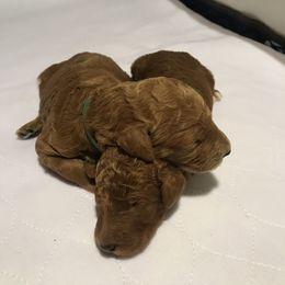 Poodle Puppies from Prissy Pants Poodles LLC