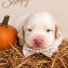 Snoopy - Chalk male Australian Labradoodle puppy in Covington, Louisiana from Cajun Land Doodles