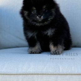 Blade - Black and tan male Pomeranian puppy in Redlands, California from Torrey Hills Poms