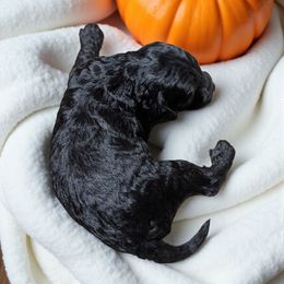 Annabelle - Black female Cockapoo puppy in Sparta, Missouri from Sis' Doodles & Poodles