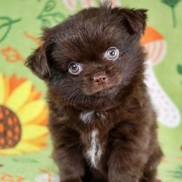 Christopher Robin - Chocolate and white male Chihuahua puppy in West New York, New Jersey from Pixie’s Magical Puppies