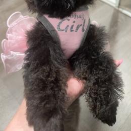 Holly - Black female Yorkipoo puppy in Apple Valley, California from Boujeepups