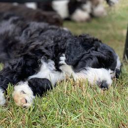 Flynn - Black and white Aussiedoodle puppy in Albertville, Alabama from Home Sweet Home Doodles LLC