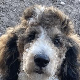 Labradoodles from Island View Poodles & Doodles