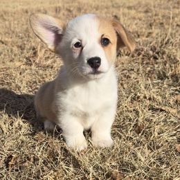 Mortie - Red male Pembroke Welsh Corgi puppy in Anton, Texas from X Bar's Lil Legs of Texas