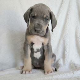 Lulu - Blue female Great Dane puppy in Edinburg, Texas from Chestnut Great Danes
