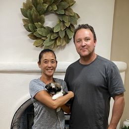 Shih Tzu Puppies from Willow Lane Shih Tzus