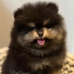 Little boy - Black and tan male Pomeranian puppy in Las Vegas, Nevada from PomAmour Pomeranians